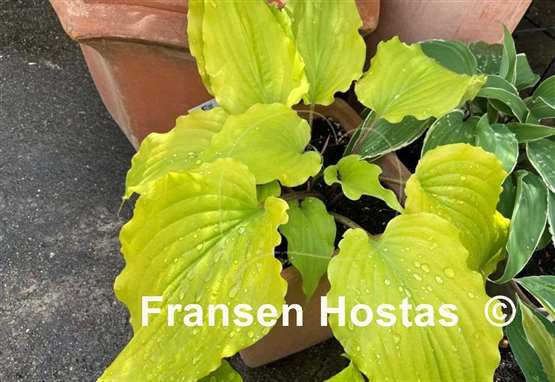 Hosta Valley's Lemon Limbo